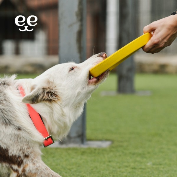 Frisbee souple résistant et flottant pour chien et chiot FREEDOG