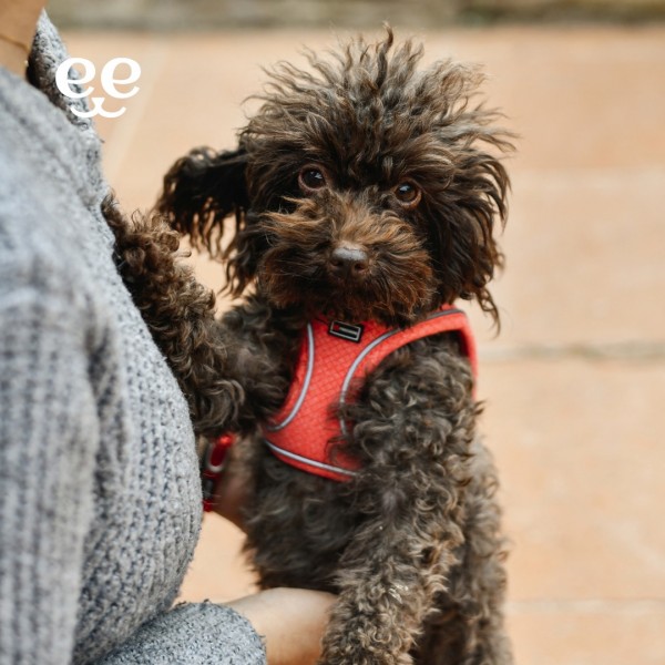 HARNAIS pour chien SHIVA couleur rouge FREEDOG-DOGFRENCHTOUCH