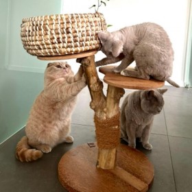 ARBRE A CHAT pour chat CAFEIER MARTIN SELLIER - DOGFRENCHTOUCH
