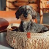 Corbeille pour chien et chat LOTUS Collection Rêverie à Hanoï MARTIN SELLIER
