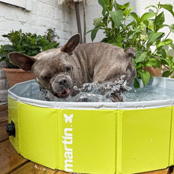 Piscine pour chien couleur vert MARTIN POOL MARTIN SELLIER