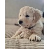 COUSSIN pour chien ou chat VELOURS CÔTELE gris DESIGNED BY LOTTE
