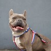 Harnais pour chien TRICOLORE en nylon MARTIN SELLIER