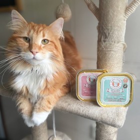 PATEE pour chat BOEUF/SAUMON COOKA'S COOKIES-DOGFRENCHTOUCH