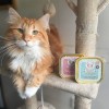 PATEE pour chat au POULET et CATNIP COOKA'S COOKIES-DOGFRENCHTOUCH