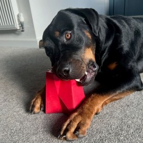 JOUET pour chien BRIQUE résistante ET DISTRIBUTEUR DE FRIANDISES FROGG - DOGFRENCHTOUCH