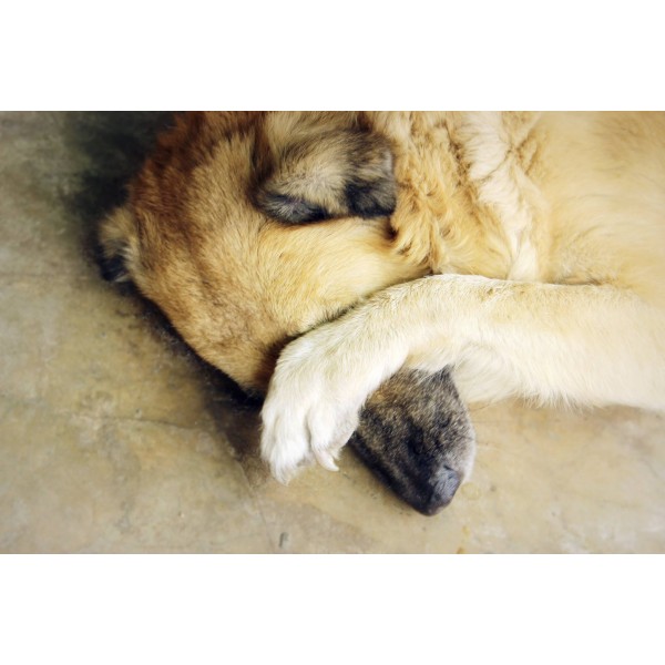 NETTOYANT YEUX pour chien 100ml KHARA-DOGFRENCHTOUCH