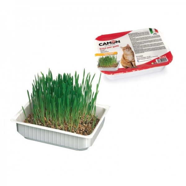 HERBE A CHAT en barquette à cultiver CAMON