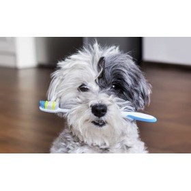 BROSSE A DENTS pour chien à 2 têtes CAMON