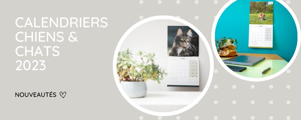 Chats - calendrier 2024 - Martin Sellier