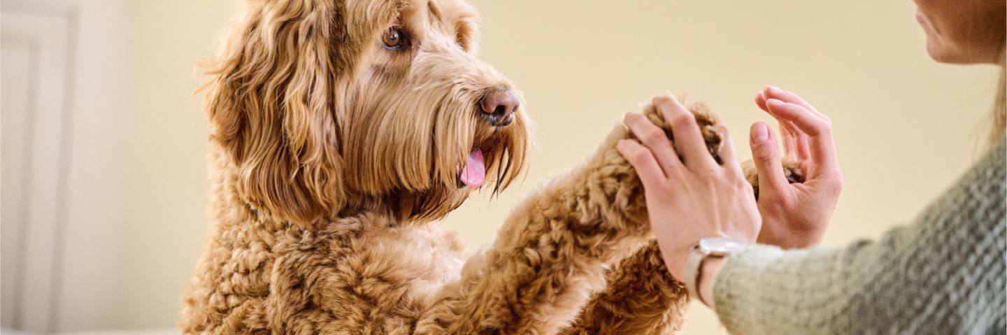 Beaphar Levure de bière comprimé - Beauté pelage - Chien et chat