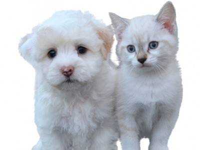 DECOUVREZ LA NOUVELLE PRESENTATION DE NOTRE SITE DOGFRENCHTOUCH 