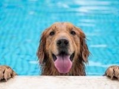 COMMENT PROTEGER VOTRE CHIEN EN CAS DE FORTES CHALEURS 