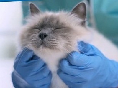 COMMENT PROTEGER VOTRE CHAT EN CAS DE FORTES CHALEURS 