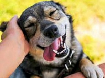 VOTRE CHIEN EST-IL HEUREUX ?
