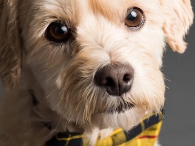ENVOYEZ NOUS LES PHOTOS DE VOS ANIMAUX