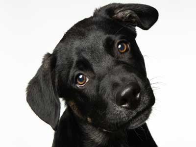 Chien