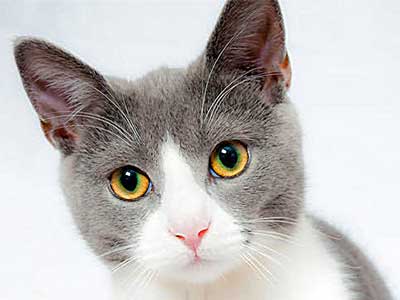 Chat